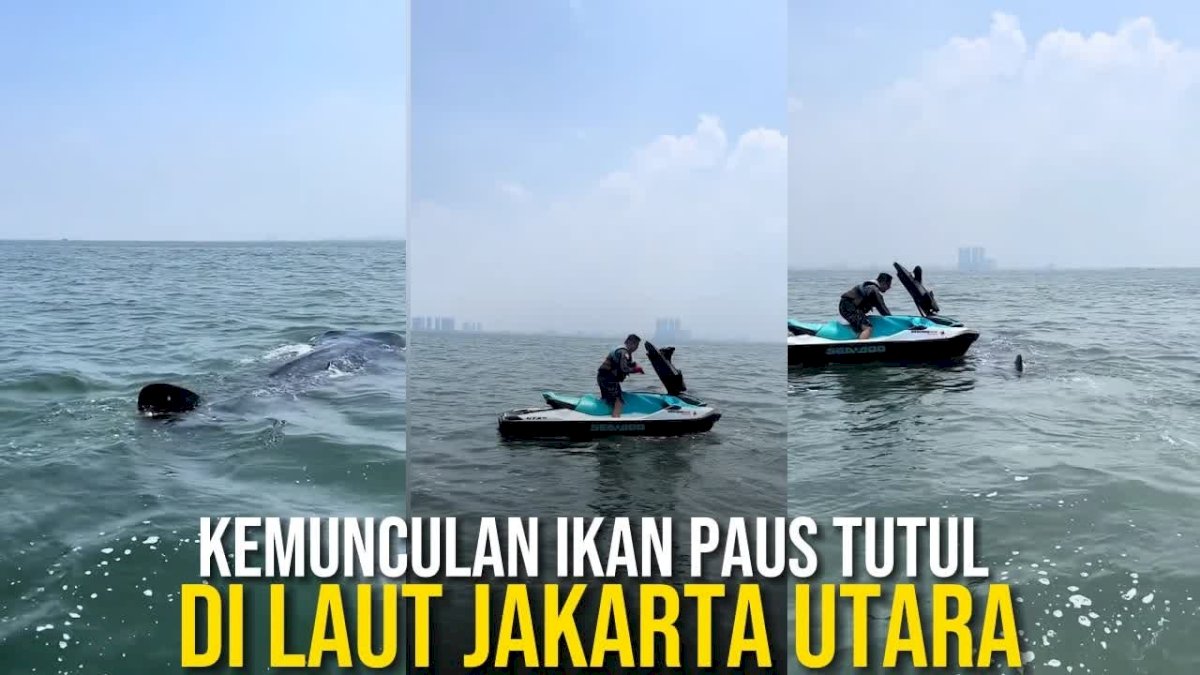 VIDEO: Kemunculan Ikan Paus Tutul di Laut Jakarta Utara, Videonya Viral di Media Sosial