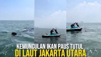 VIDEO: Kemunculan Ikan Paus Tutul di Laut Jakarta Utara, Videonya Viral di Media Sosial
