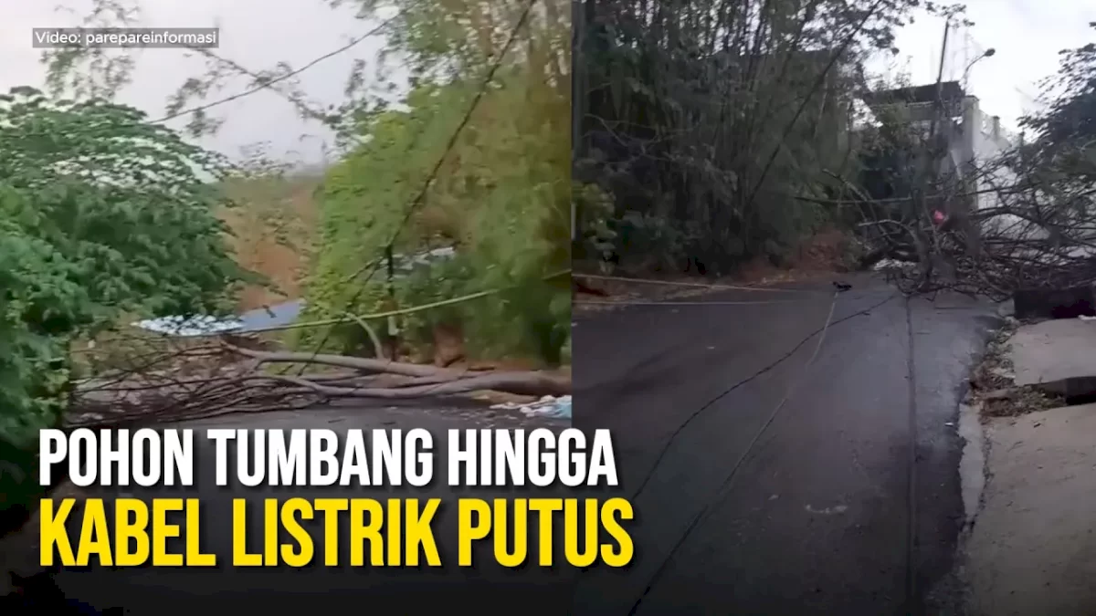 VIDEO: Pohon Tumbang hingga Kabel Listrik Putus saat Hujan Deras di Parepare