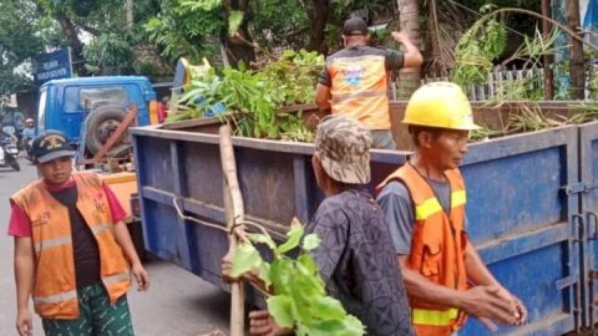 Berpotensi Tumbang Karena Angin Kencang, Camat Makassar Instruksikan Pangkas Sejumlah Pohon