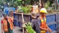 Berpotensi Tumbang Karena Angin Kencang, Camat Makassar Instruksikan Pangkas Sejumlah Pohon