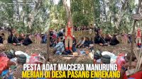 VIDEO: Pesta Adat Maccera Manurung Meriah di Desa Pasang Enrekang