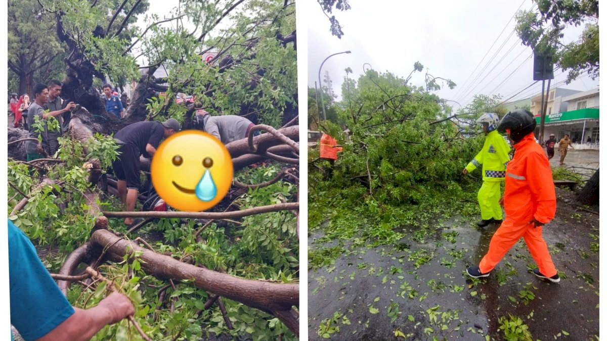 Hujan Deras Disertai Angin Kencang, Satu Pohon Tumbang Timpa Pengendara Motor di Jeneponto