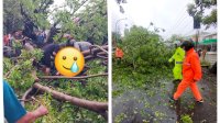 Hujan Deras Disertai Angin Kencang, Satu Pohon Tumbang Timpa Pengendara Motor di Jeneponto