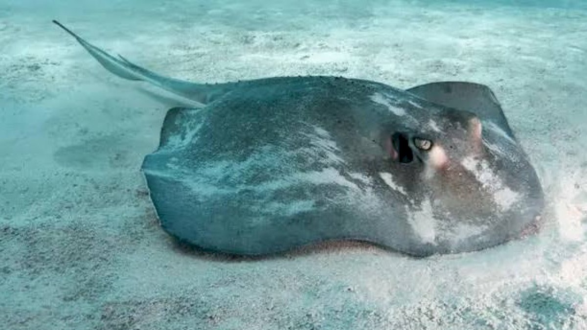 Ikan Pari Jawa Dinyatakan Punah