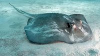 Ikan Pari Jawa Dinyatakan Punah