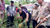 Desa Palippu Bakal Dijadikan Percontohan Pengembangan Nanas di Sulsel