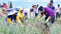Petani Bawang Enrekang Antusias Bertemu Pj Gubernur Sulsel