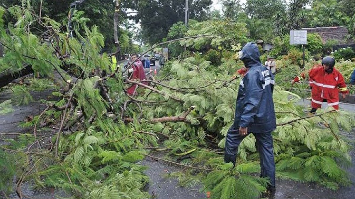 Dalam Sehari Terjadi 22 Pohon Tumbang Akibat Angin Kencang di Makassar