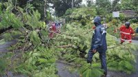 Dalam Sehari Terjadi 22 Pohon Tumbang Akibat Angin Kencang di Makassar