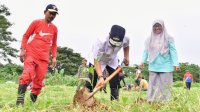 Mahasiswa Unsulbar Berkontribusi Tanam Sukun di Kawasan Pengembangan Peternakan Pucak Maros