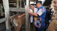 Pemprov Sulsel Dorong Inseminasi Buatan, Limbah Cavendish Jadi Alternatif Pakan Ternak