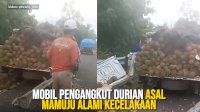 VIDEO: Mobil Pengangkut Durian Asal Mamuju Alami Kecelakaan di Pinrang