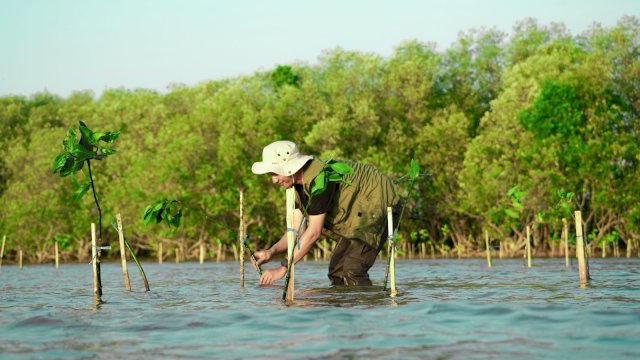 Penyulaman hutan mangrove oleh KALLA. Foto: Istimewa