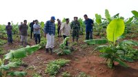 Empat Bulan Lagi Pisang Cavendish di Mare Akan Dipanen