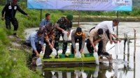 Tiba di Parepare, Pj Gubernur Sulsel Tebar Benih Udang Vaname dan Tanam Pisang Cavendish