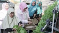 Program BRInita Sulap Lahan Sempit Jadi Urban Farming yang Produktif