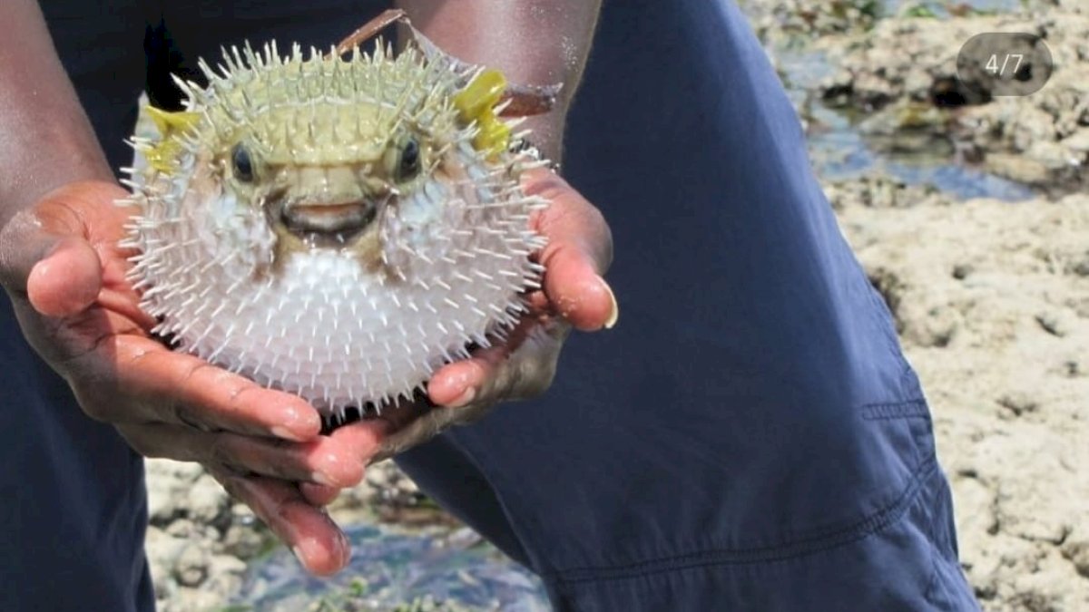 Cek Fakta Yuk! Racun Ikan Buntal 1.200 Lebih Berbahaya dari Sianida