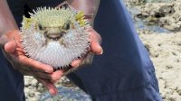 Cek Fakta Yuk! Racun Ikan Buntal 1.200 Lebih Berbahaya dari Sianida