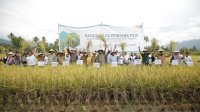 Bukti Komitmen Keberlanjutan, PT Vale dan Alkhairaat Sinergi Konsultan CSR Panen Perdana Padi SRI Organik di Sigi