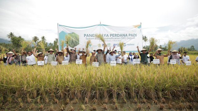 PT Vale dan Alkhairaat Sinergi Konsultan CSR Panen Perdana Padi SRI Organik di Sigi. Foto: Istimewa.