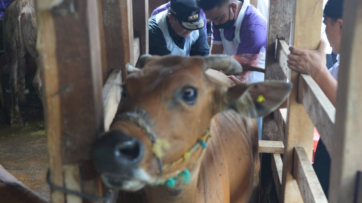 Inseminasi Buatan di Tellu Siattinge Bone, Pj Gubernur Sulsel Pastikan Program Sampai ke Masyarakat