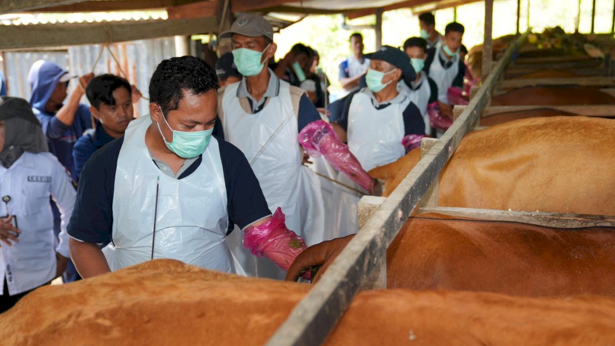 Melalui Inseminasi Buatan, Pj Gubernur Sulsel Dorong Peternak Jadi Pengusaha Ternak