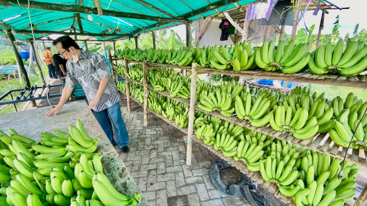 Cerita Klaster Pisang Cavendish di Pasuruan, dari Lahan Non Produktif Kini Jadi Lahan Usaha yang Terus Berkembang