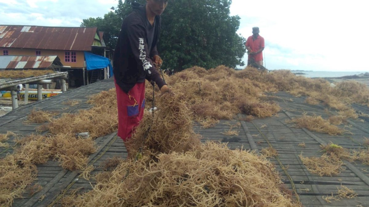 Klaster Usaha Rumput Laut Kampung Pogo, UMKM Binaan BRI yang Dorong Perekonomian Nelayan Pesisir Sulawesi Selatan