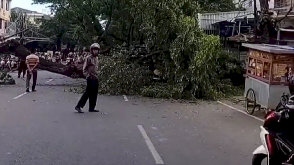 VIDEO: Pohon Tumbang di Alauddin Makassar Menimpa Motor, Pemilik Selamat