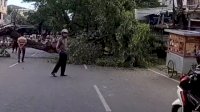 VIDEO: Pohon Tumbang di Alauddin Makassar Menimpa Motor, Pemilik Selamat