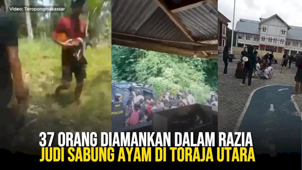 VIDEO: 37 Orang Diamankan dalam Razia Judi Sabung Ayam di Toraja Utara