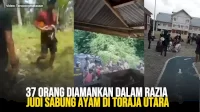 VIDEO: 37 Orang Diamankan dalam Razia Judi Sabung Ayam di Toraja Utara