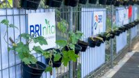 Lewat BRI Peduli-BRInita, Kelompok Dasawisma Pisang di Palembang Sulap TPS Liar Jadi Urban Farming yang Bernilai Ekonomis