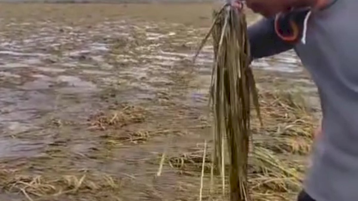 VIDEO: Petani di Pinrang Gagal Panen Usai Sawah Terendam Banjir