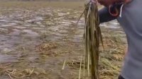 VIDEO: Petani di Pinrang Gagal Panen Usai Sawah Terendam Banjir