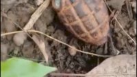 VIDEO: Warga Dusun Takkalu Digegerkan oleh Penemuan Granat Aktif