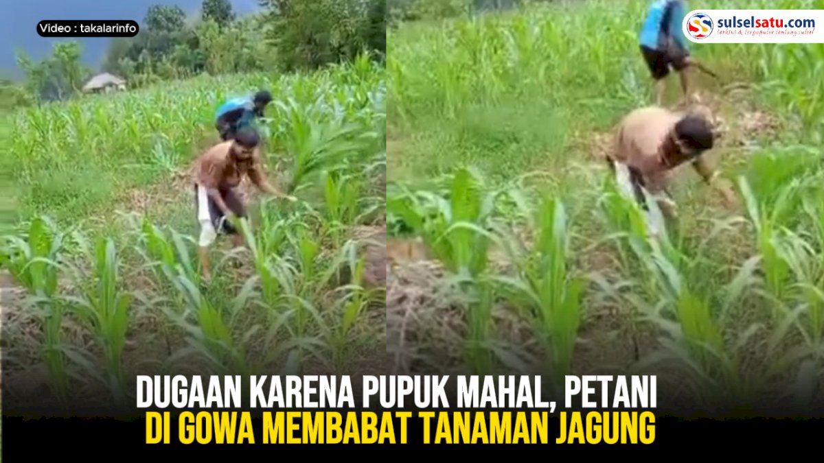 VIDEO: Dugaan karena Pupuk Mahal, Petani di Gowa Membabat Tanaman Jagung