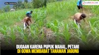 VIDEO: Dugaan karena Pupuk Mahal, Petani di Gowa Membabat Tanaman Jagung