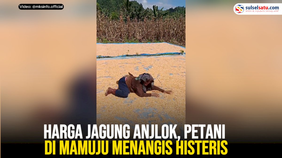 VIDEO: Harga Jagung Anjlok, Petani di Mamuju Menangis Histeris