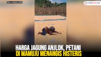 VIDEO: Harga Jagung Anjlok, Petani di Mamuju Menangis Histeris