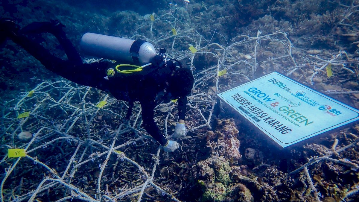 Maknai Hari Lingkungan Hidup Sedunia, BRI Pulihkan Ekosistem dan Lawan Perubahan Iklim Melalui Program BRI Menanam-Grow and Green