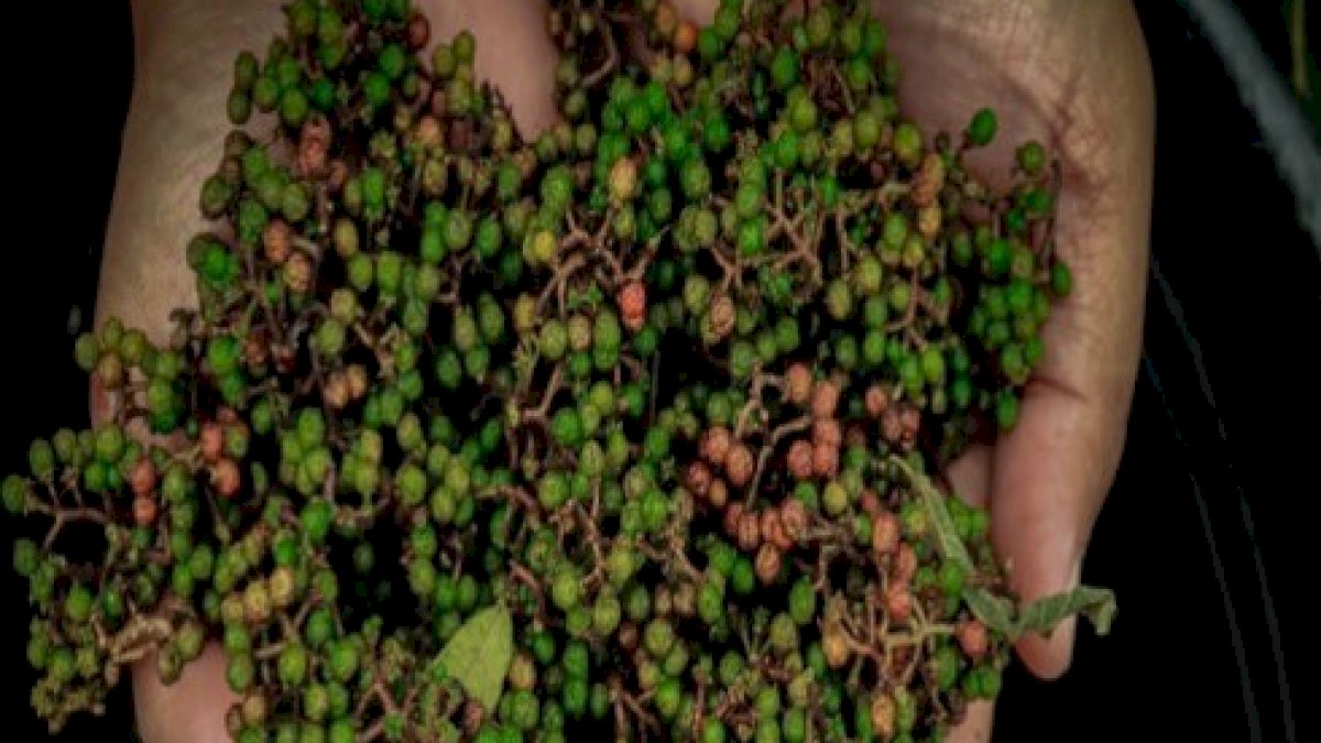 Petani Rempah di Danau Toba Naik Kelas Berkat KUR BRI