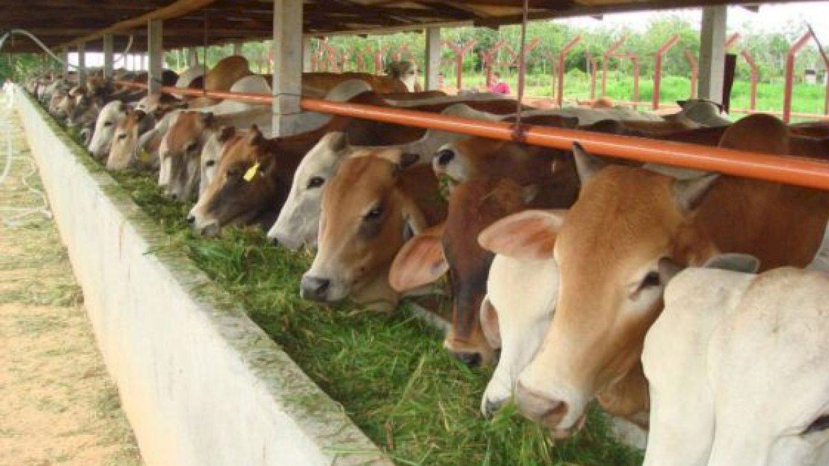 Vaksinasi PMK di Sulsel Baru Capai 3 Persen, Target Rampung Sebelum Ramadan