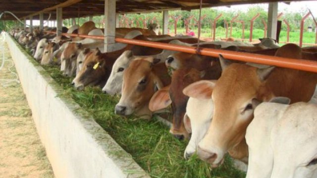 Sapi kurban yang akan disembelih. ist