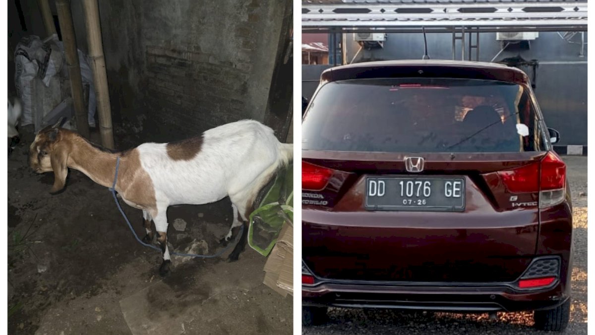 Polisi Tangkap Pelaku Pencuri Kambing Pakai Mobil Mewah di Jeneponto