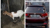 Polisi Tangkap Pelaku Pencuri Kambing Pakai Mobil Mewah di Jeneponto