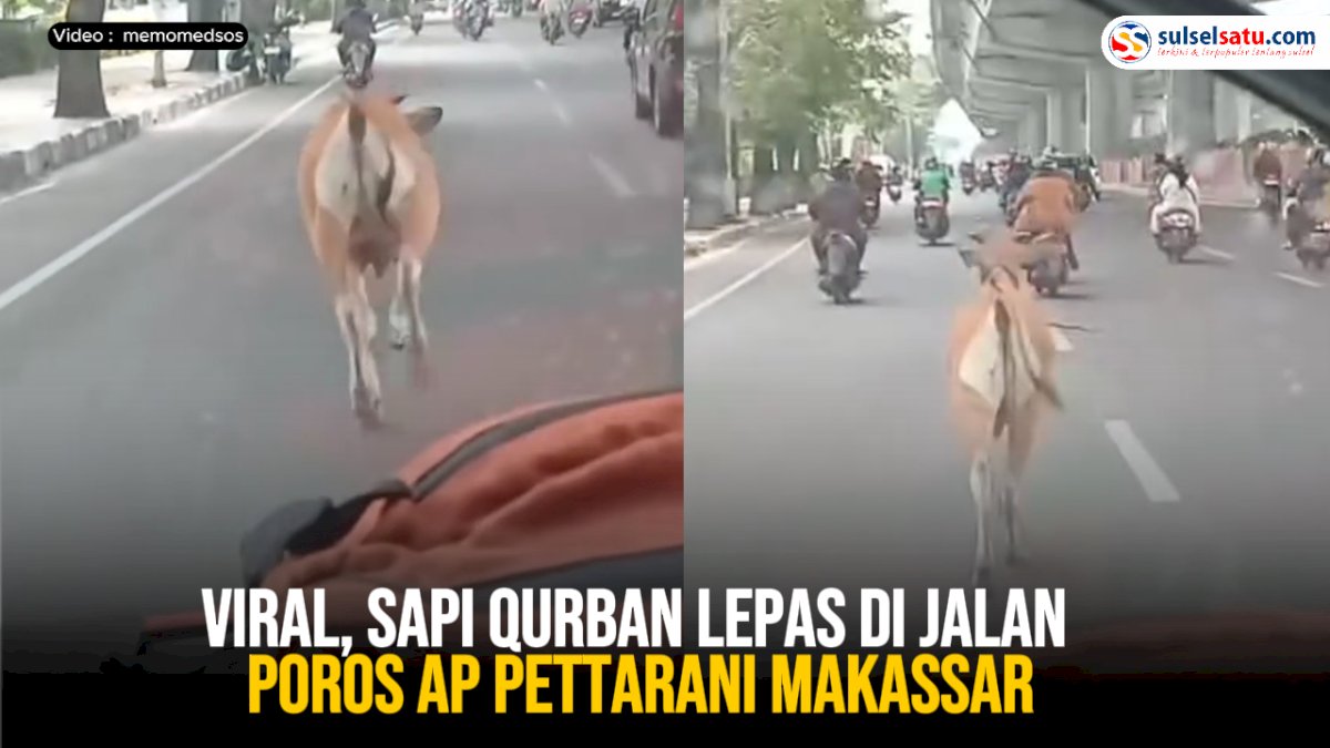 VIDEO: Viral, Sapi Qurban Lepas di Jalan Poros AP Pettarani Makassar