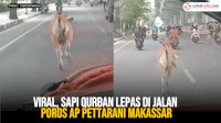 VIDEO: Viral, Sapi Qurban Lepas di Jalan Poros AP Pettarani Makassar