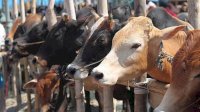 Besok, Kapolres Jeneponto dan Jajarannya Kurban 50 Ekor Sapi